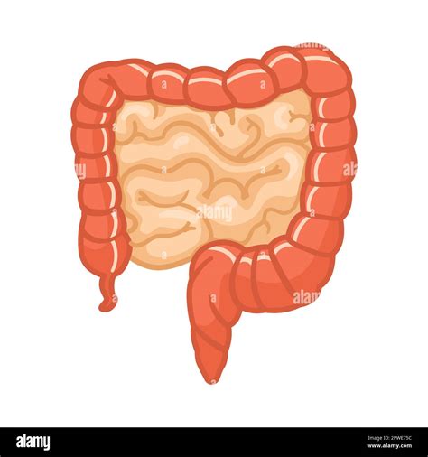 Bowel And Colon Of Female Body Vector Illustration Stock Vector Image
