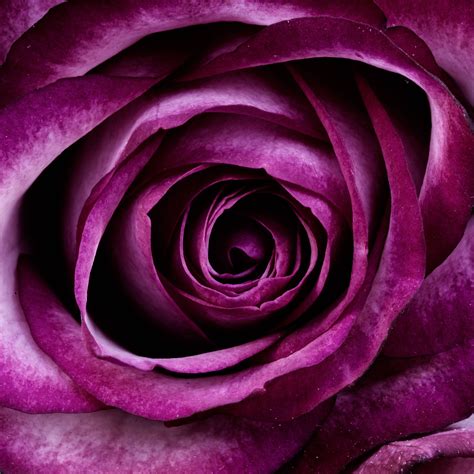 Download Purple Rose Aesthetic Wallpaper