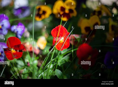 Garden Flowers Of Different Colors Red Flowers Grow In The Garden In