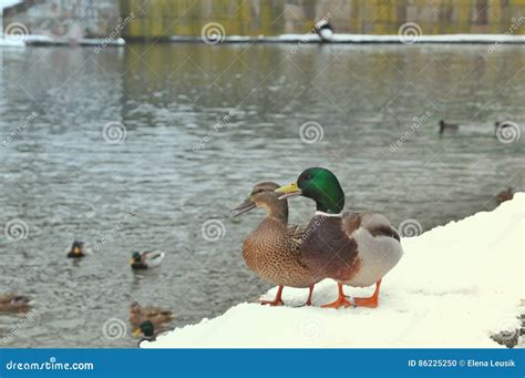 Two Wild Mallard Ducks Standing On Pier Covered With Snow Near River