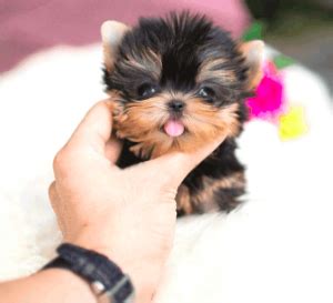 Check spelling or type a new query. How Much Does a Yorkie and Teacup Yorkie Cost? - Yorkie ...