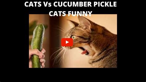 Cats Vs Cucumber Pickle Cats Funny Clickasnap Funny Cats Cats Vs
