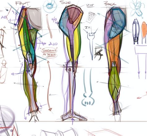 News Leg Anatomy Process Leg Anatomy Human Anatomy Drawing Anatomy Art