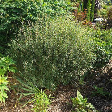 how to plant and grow willow