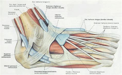 The foot incorporates countless muscles, bones. What is a Retinaculum?