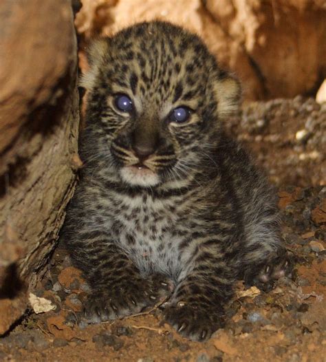 Baby Leopard Elsas Kopje Kenya Animals Beautiful Cute Baby