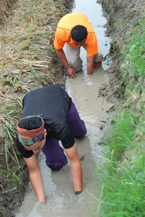 Ikan ini merupakan jenis ikan hias yang memiliki habitat di air tawar. IKAN AIR TAWAR MALAYSIA: IKAN AIR TAWAR MALAYSIA