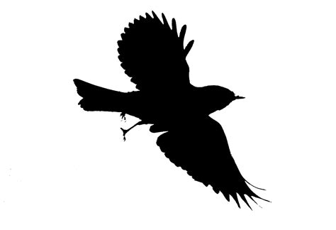 Black Birds Silhouette Clipart Best