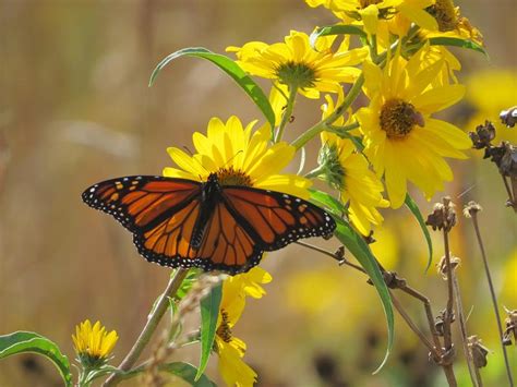 Will Chemical Intensive Agriculture And Gmos Disappear The Monarch