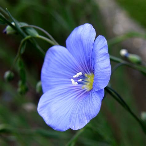 Fleur De Lin Flax Flower Linum Perenne Olibac Flickr