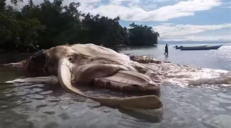Watch Massive Mystery Sea Creature Washes Ashore And Turns Water