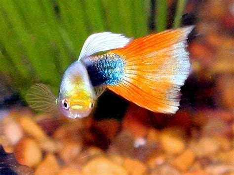 Best Information About Guppy Genetics ( Basic Tips & Guide )
