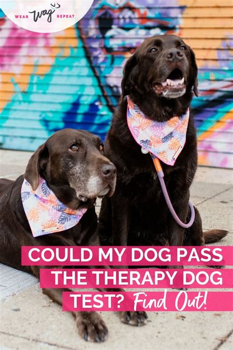 To know more about the organization, click here. Was It Worth It To Train My Dog As A Certified Therapy Dog?