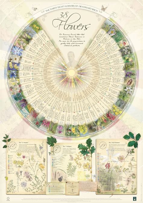 Bach Flower Poster Wall Chart For The 38 Essences A1 Uk