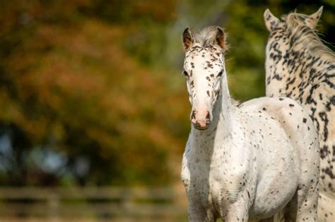 20 Gorgeous Images Of Appaloosa Horses To Make Your Day