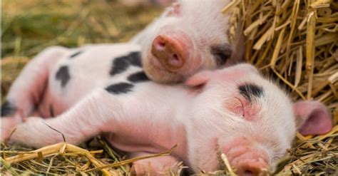 Pig Lifespan How Long Do Pigs Live A Z Animals