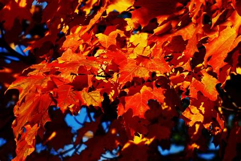 Free Photo Maple Tree Autumn Fall Leaf Free Image On Pixabay