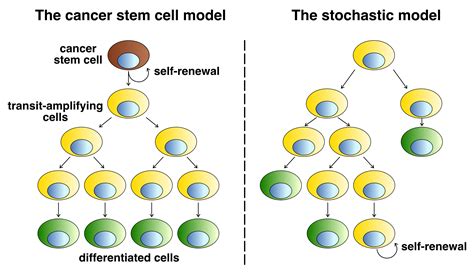 Cancer A Disease Of Stem Cells Eurogct