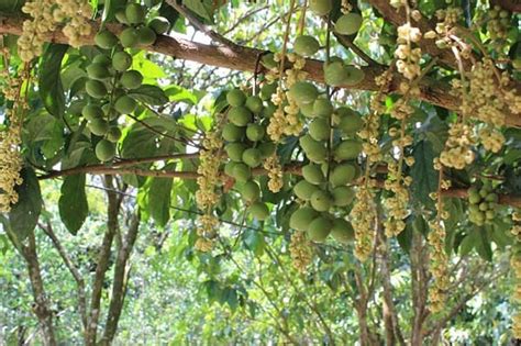 Đọc truyện tranh hóa thành nam thần tiếng việt full đủ bộ mới nhất, truyện không die, tải nhanh, không quảng cáo, luôn cập nhật sớm nhất tại nhattruyen. Vườn trái cây Trung An Củ Chi ở đâu, có những loại hoa quả ...