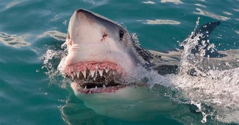Three Shark Attacks Were Recorded In Florida Over The Weekend