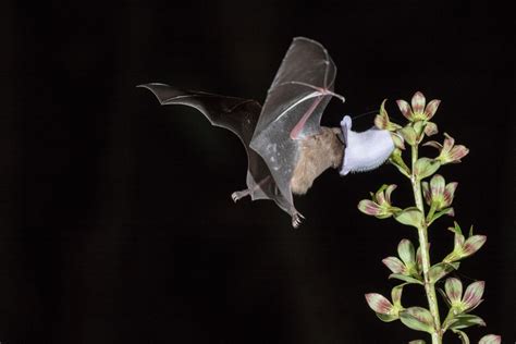 Bats Pollinate Like Bees And This Fruity Tropical Plant Depends On It