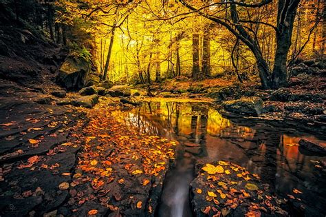 1920x1080px 1080p Free Download Beautiful Autumn Forest Fall