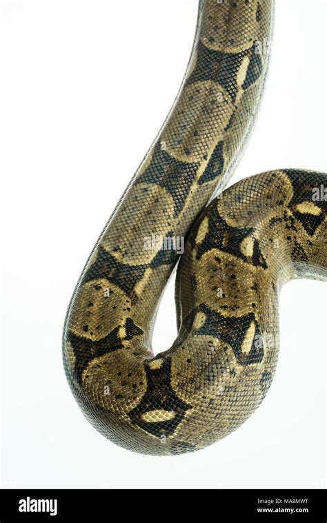 Boa Constrictor Spots