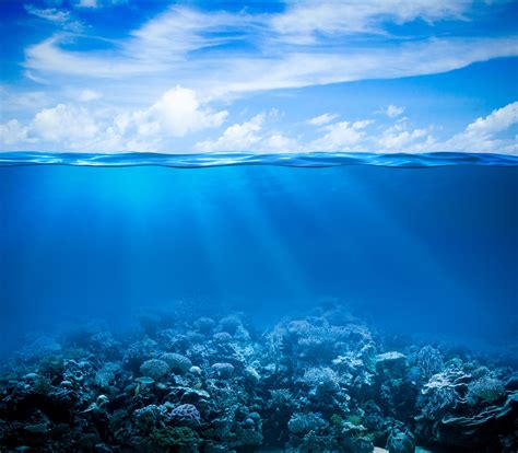 Reef Fishes Ocean Peace Sea Underwater Coral Coral Reef