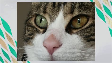 Why Are My Cat's Eyes Changing Colour? | This Morning - YouTube