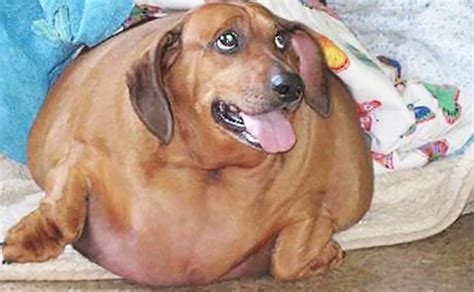 Overweight Dog Loses 54 Pounds Monagiza