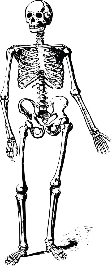 Free Clipart Of A Skeleton