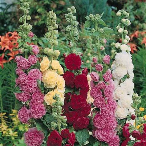 50 Heirloom Hollyhock Summer Carnival Mix Seeds Etsy In 2020