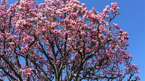 Warm Winter Weather Triggers Early Bloom But Has Downside