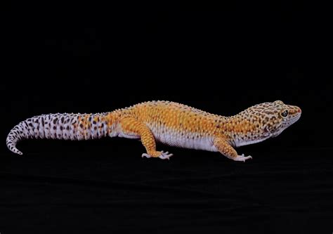 Tangerine Leopard Gecko Info And Care Guide For Beginners With Pictures