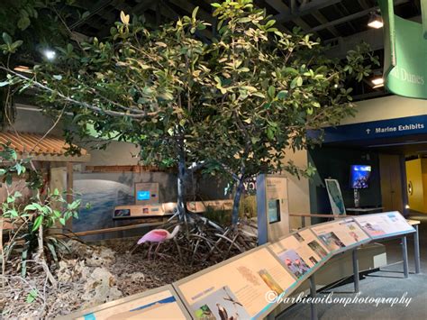 Florida Keys Eco Discovery Center Places To Play In Nature