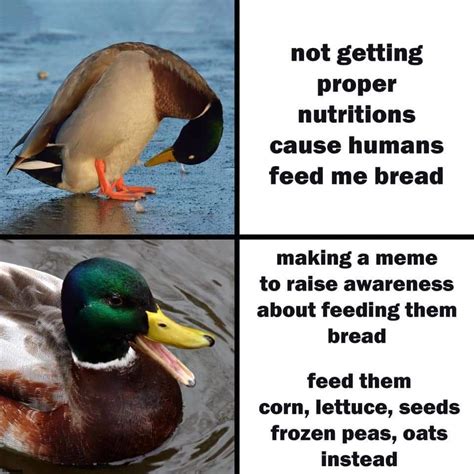 Duck Meme R Duck