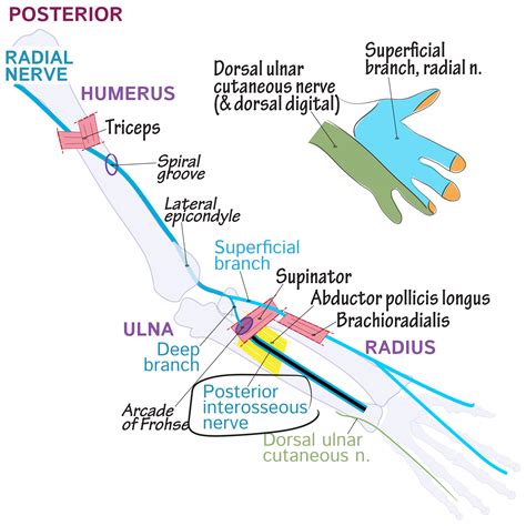 Posterior Interosseous Nerve Gross Anatomy Flashcards Ditki Medical