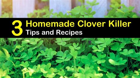Compare prices & read reviews. 3 Homemade Clover Killer Tips and Recipes