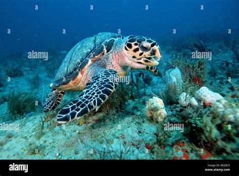 The Hawksbill Turtle Eat Sea Sponge Hi Res Stock Photography And Images