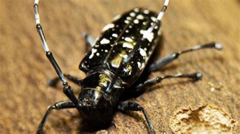 Officials Want Help Watching For Invasive Tree Eating Beetle