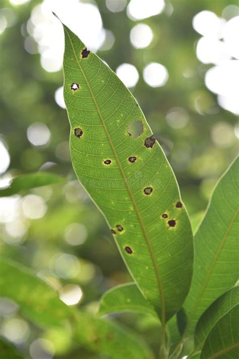 Gloeosporium Leaf Spot On Mango Tree Mango Leaves Infected By