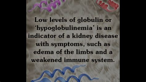 Important Information About Low Globulin All Must Be Aware Of Youtube