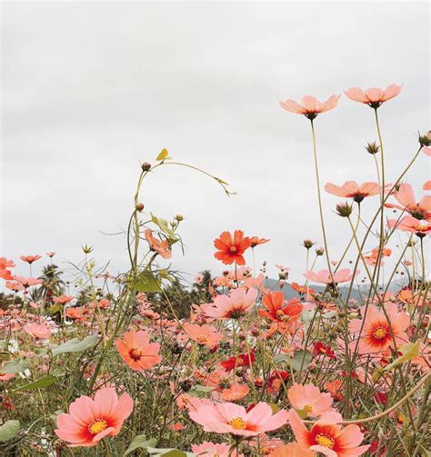 Pin On Whimsical Flowers