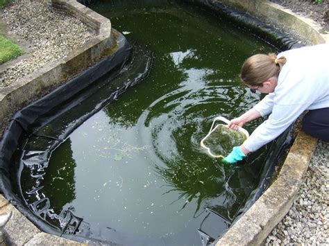 cleaning out a pond when and how to clean a garden pond safely pond cleaning pond maintenance