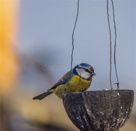 Yellow Chickadee Bird On Apricot Tree In Winter Cold Sunny Day Stock