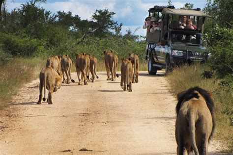 Panorama Route And Kruger Park Safari South Africa Tour