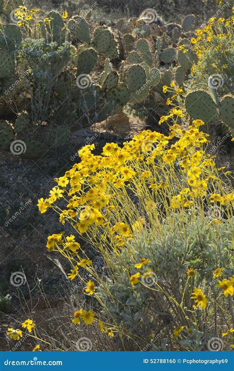 Yellow Flowers And Cactuses Arizona Usa Stock Photo Image Of
