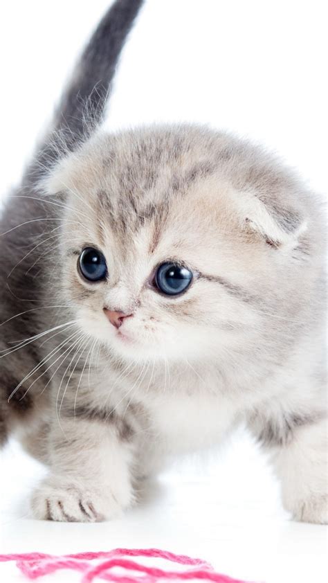 Share the best gifs now >>>. Wallpaper kitten, cat, cute, 4k, Animals #14573