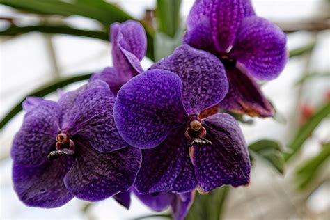 Dark Purple Orchids Purple Orchids Orchids Types Of Purple Flowers