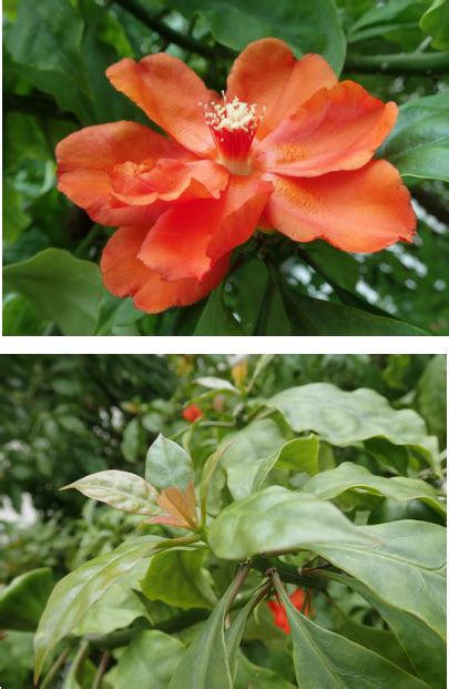 Seven Star Plant Know Your Dillenia Singapore Flora
